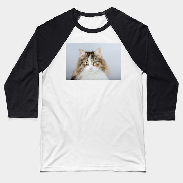 Long Hair tortoiseshell cat Baseball T-Shirt by Russell102